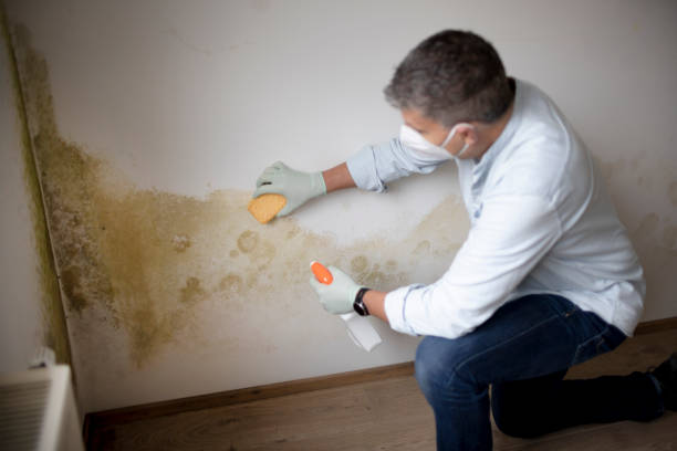 Best Crawl Space Mold Remediation  in Earlington, KY