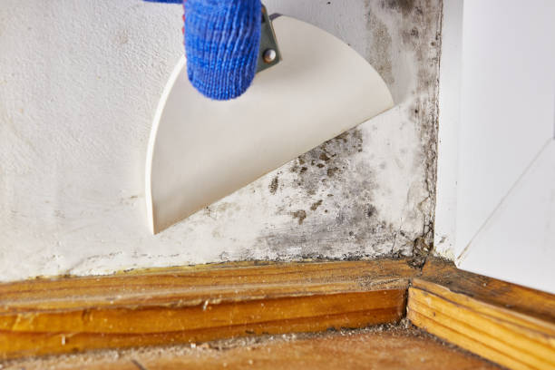 Best Attic Mold Removal  in Earlington, KY