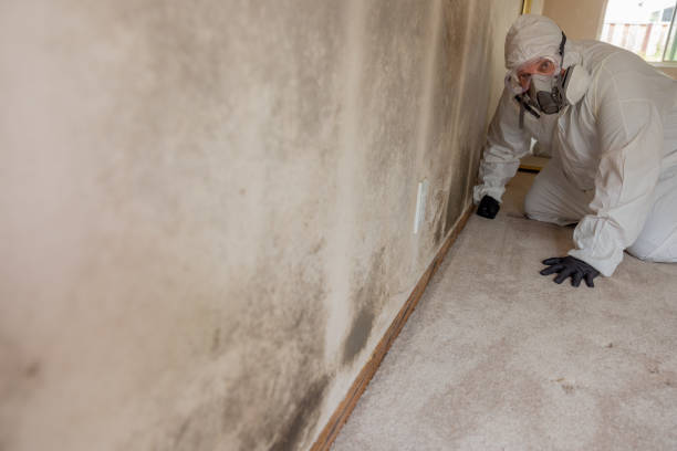 Best Mold Damage Restoration  in Earlington, KY